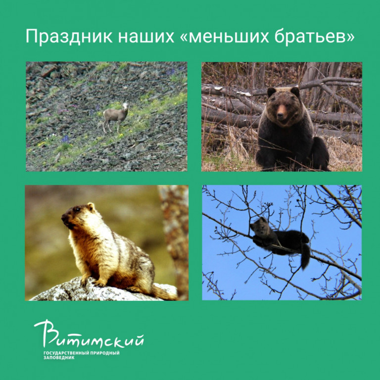 Праздник наших «меньших братьев»
