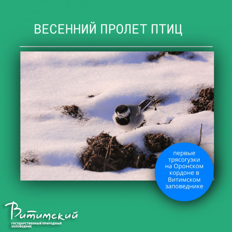 трясогузки вернулись