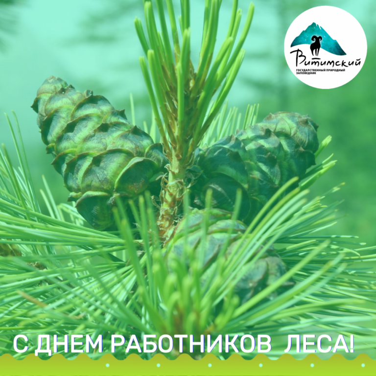С днем работников леса!