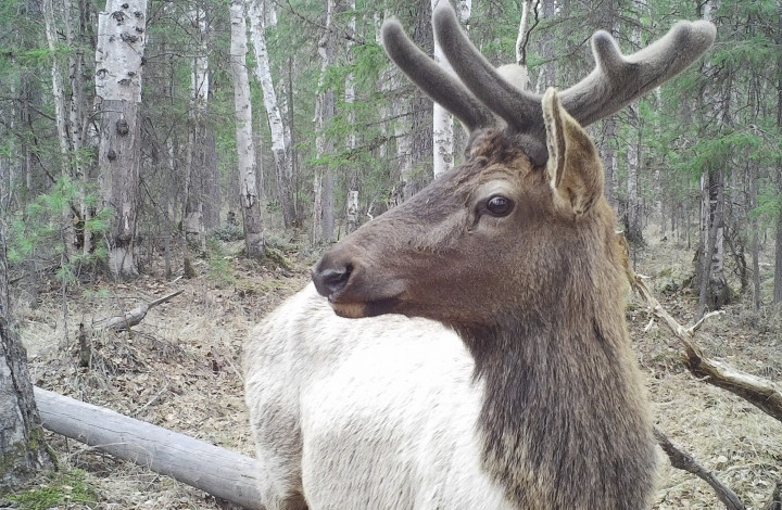 Самец изюбря попал в кадр фотоловушки