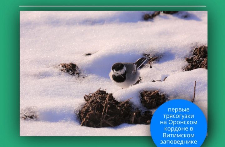 трясогузки вернулись