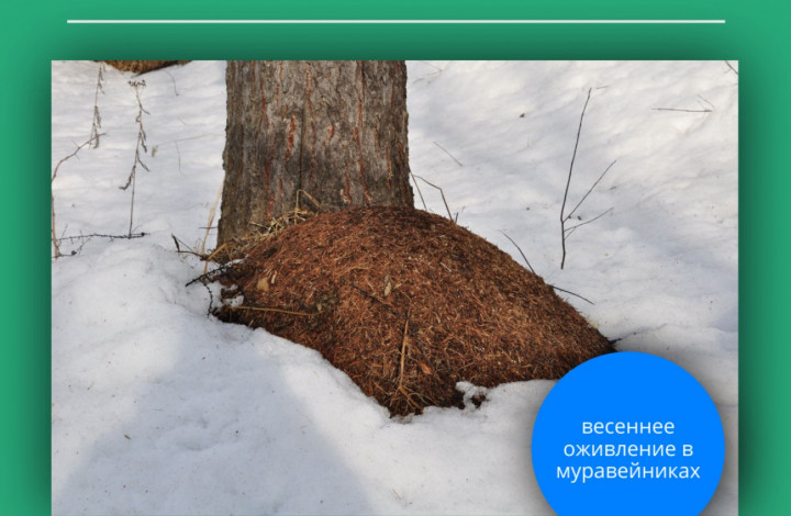 муравьи встречают весну