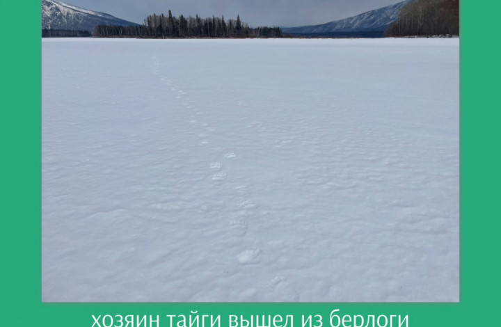 хозяин тайги вышел из берлоги