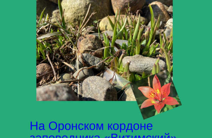 взошла лилия пенсильванская