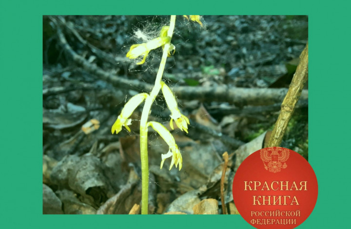 Новый перечень растений  для красной книги
